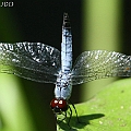 Brachydiplax denticauda (Palemouth) male in Barron Water Park アオビタイトンボ属<br />Canon EOS 7D + EF70-200 F4.0L + EF1.4xII